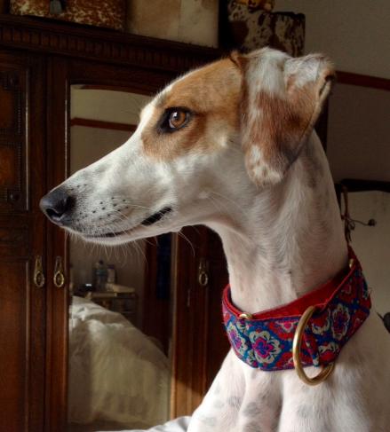 Boomerjacks collars and clearance leads for dogs